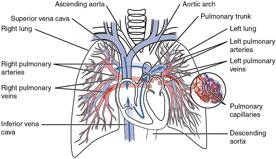 Pulmonary circulation