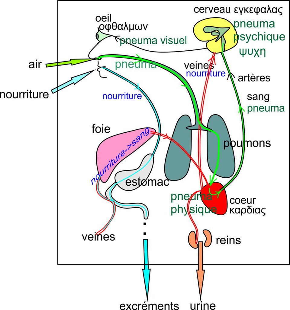 History of the location of the soul